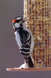 Male Downy Woodpecker on Peanut Feeder