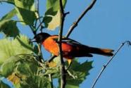 Baltimore Oriole in tree