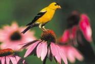 Am. Goldfinch